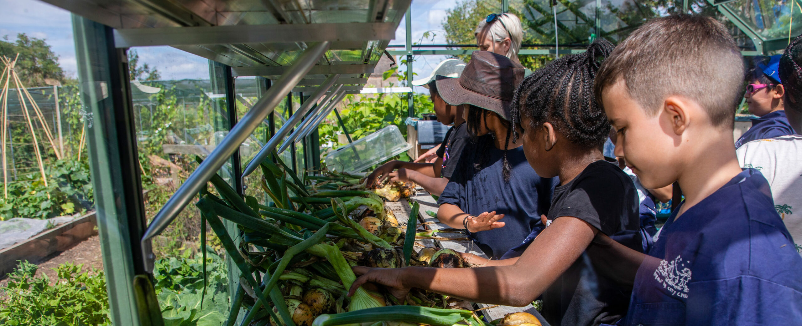 Children in a greenhouse harvesting onions