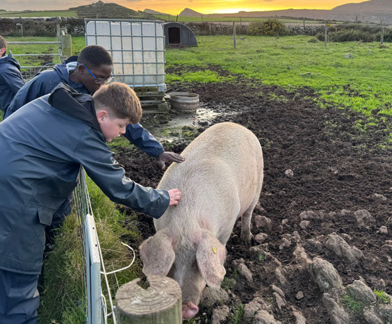 Children stroking large pig in a field
